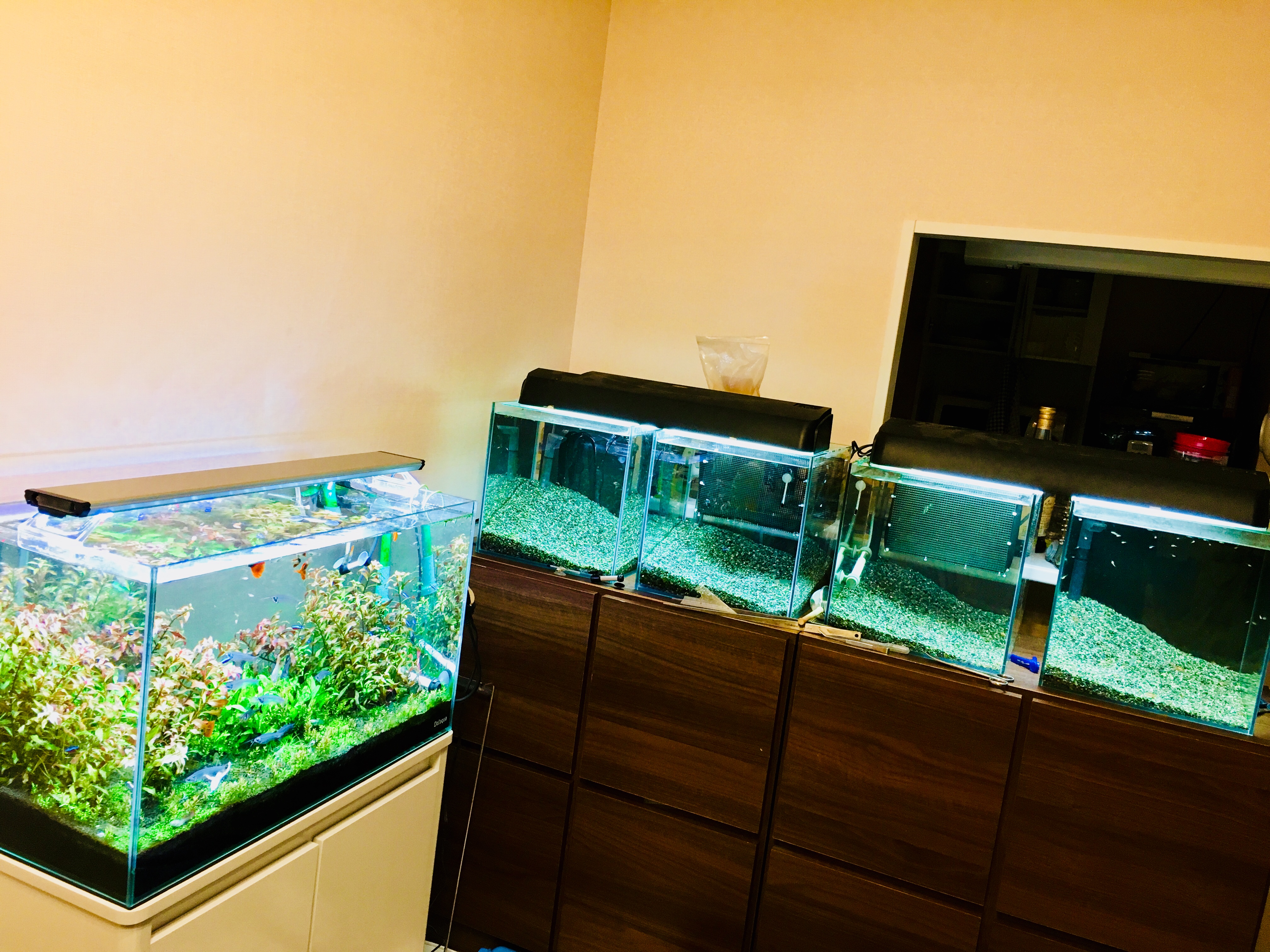 30cmキューブの移動と1cm水槽設置 Kuroneko S Aquarium